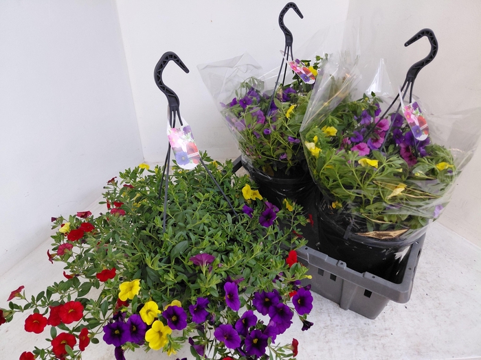 <h4>CALIB MINIF GEM POT</h4>