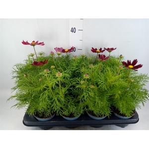 Cosmos bipinnatus 'Sonata Carmine'