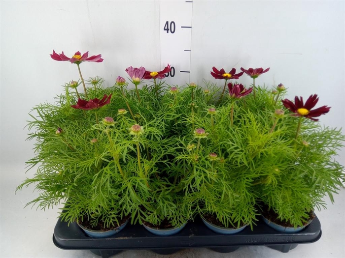 <h4>Cosmos bipinnatus 'Sonata Carmine'</h4>