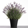 Af Lavender Pot H76cm Purple