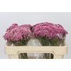Ozothamnus Booming Pink