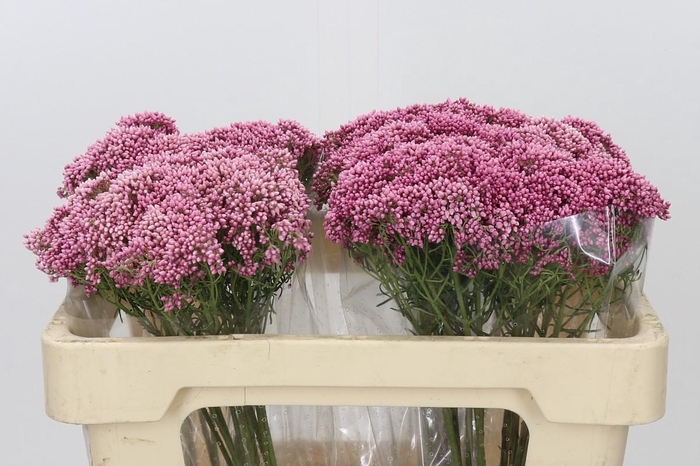 Ozothamnus Booming Pink