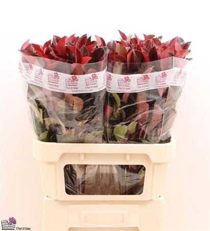 <h4>Photinia X F Red Robin</h4>