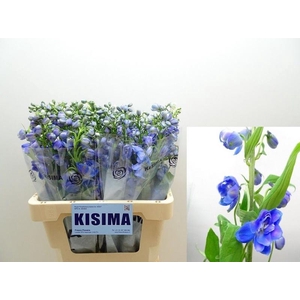 Delph Guardian Blue Kisima
