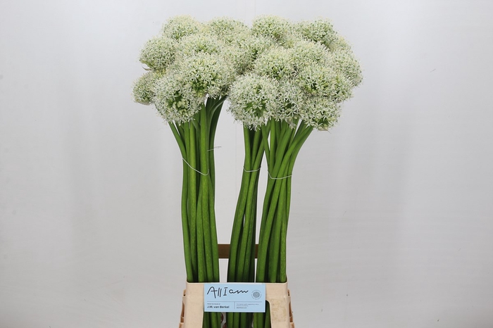 <h4>Allium white giant</h4>