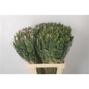 CLARKIA AM GR PINK