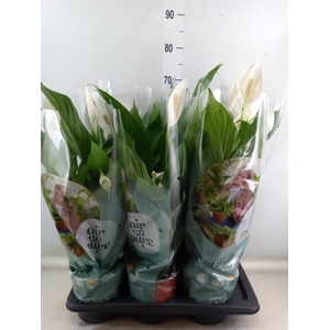 Spathiphyllum  'Bingo Cupido'