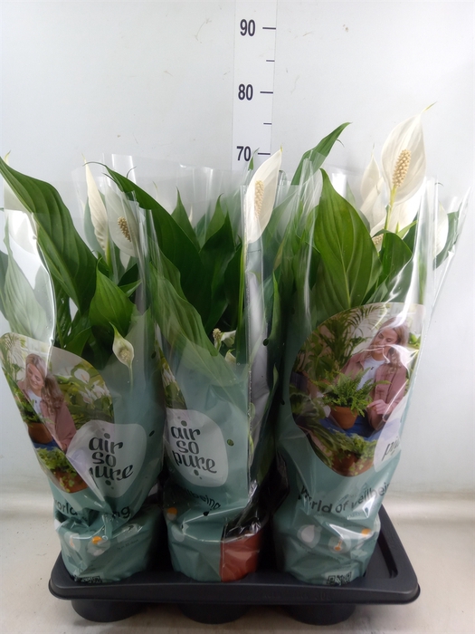 <h4>Spathiphyllum  'Bingo Cupido'</h4>