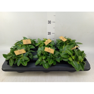 Peperomia pros. 'Pixie'