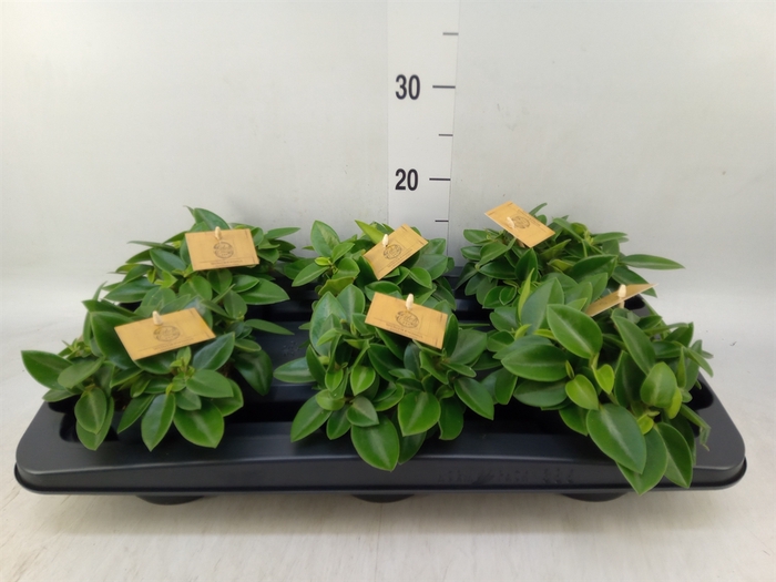 <h4>Peperomia pros. 'Pixie'</h4>