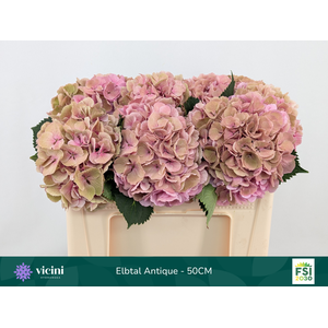 Hydr Elbtal Antique 50 cm Vicini