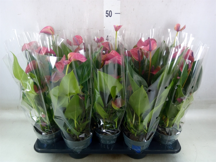 <h4>Anthurium andr. 'Pure Purple'</h4>
