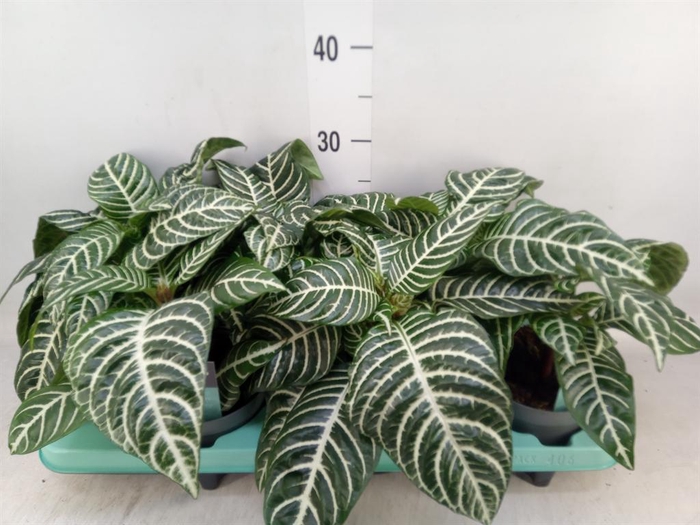 <h4>Aphelandra squar.</h4>