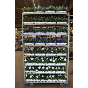 Platyco Mixk 1 Klr Per Tray