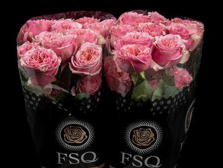 <h4>R Gr Sweet Eye</h4>