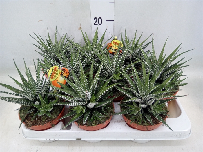 <h4>Haworthia fasciala 'Big Band'</h4>