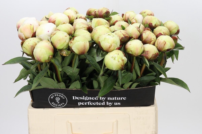 <h4>Paeonia Dr F.G. Brethour</h4>