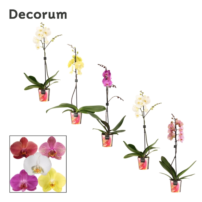 <h4>Phalaenopsis 1 tak 10+/vertakt mix lang (Decorum)</h4>