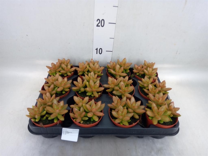 <h4>Sedum   ...</h4>