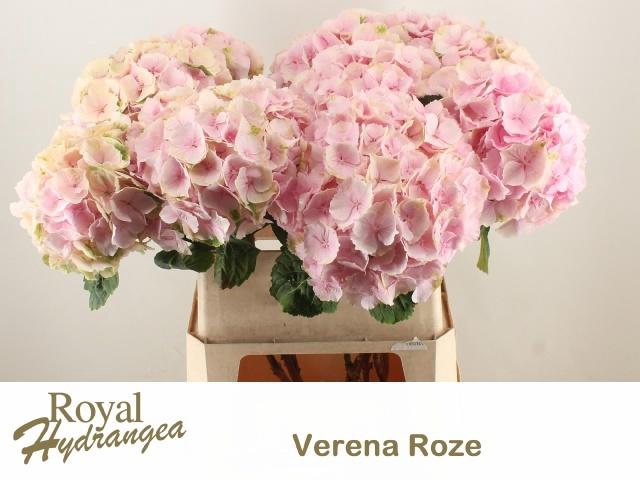 <h4>HYDR M CH VERENA</h4>