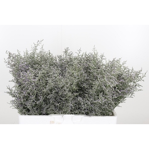 Limonium Misty Blue
