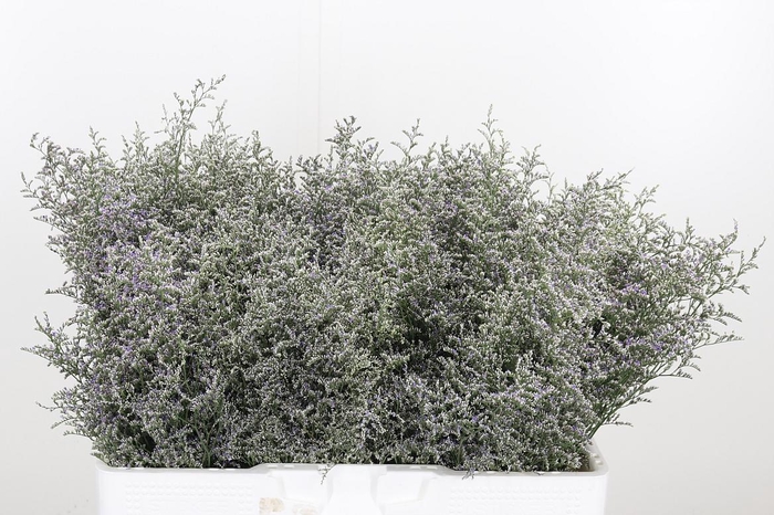 <h4>Limonium Misty Blue</h4>