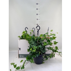 Hedera helix 'Wonder'