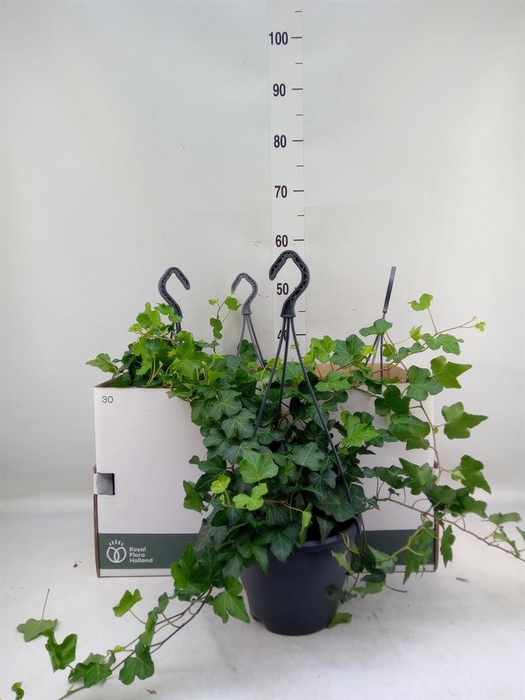 <h4>Hedera helix 'Wonder'</h4>