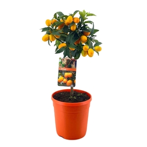 Citrus kumquat