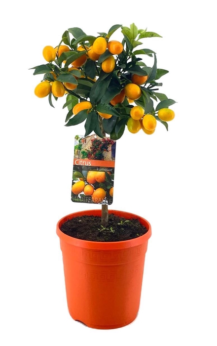 <h4>Citrus kumquat</h4>
