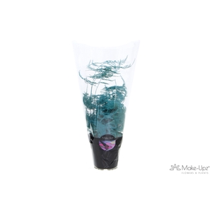 Asp Make-Upz Aqua