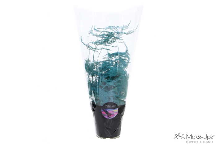 <h4>Asp Make-Upz Aqua</h4>
