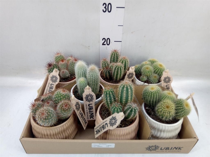 <h4>Cactus   ...mix</h4>