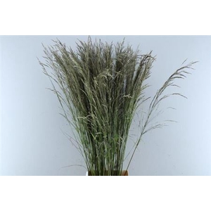 Sorghum A Panselaria