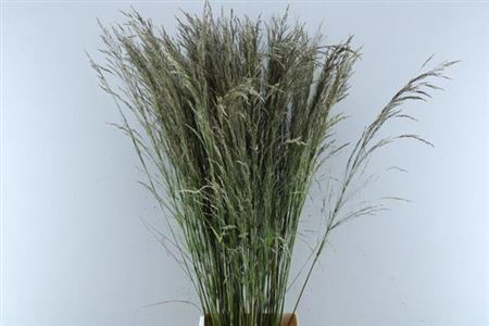 <h4>Sorghum A Panselaria</h4>