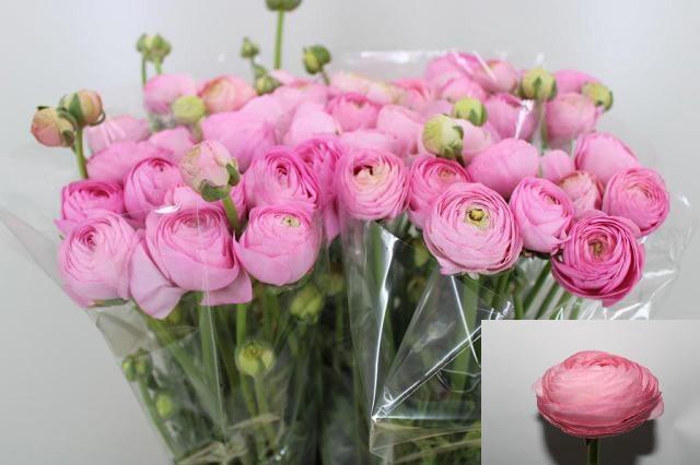 <h4>RAN AAZUR LI PINK</h4>