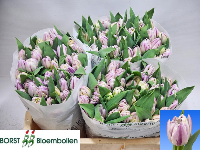 <h4>TU DU MYSTIC FLAME</h4>