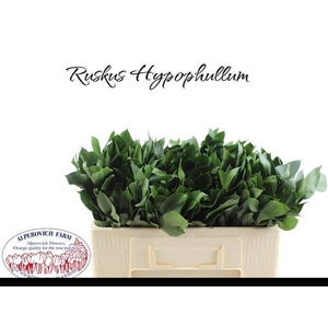RUSCUS HYPOPHYLLUM 50 CM