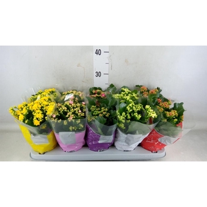 Kalanchoe blos. 'Perfecta'  ..mix 5