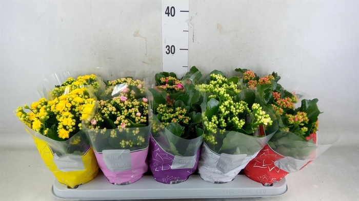 <h4>Kalanchoe blos. 'Perfecta' ..mix 5</h4>