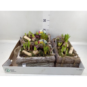 Arr.   Bol/Knolgewas L%