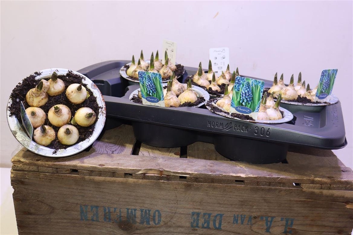 <h4>Muscar Big Smile</h4>