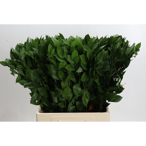 RUSCUS HYPOPHYLLUM