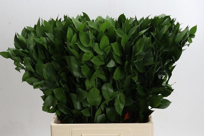 <h4>RUSCUS HYPOPHYLLUM</h4>