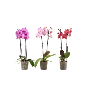 Phal Mix 2T12+