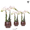 Kolibri Orchids Phalaenopsis white 2 spike in Scandic pot copper