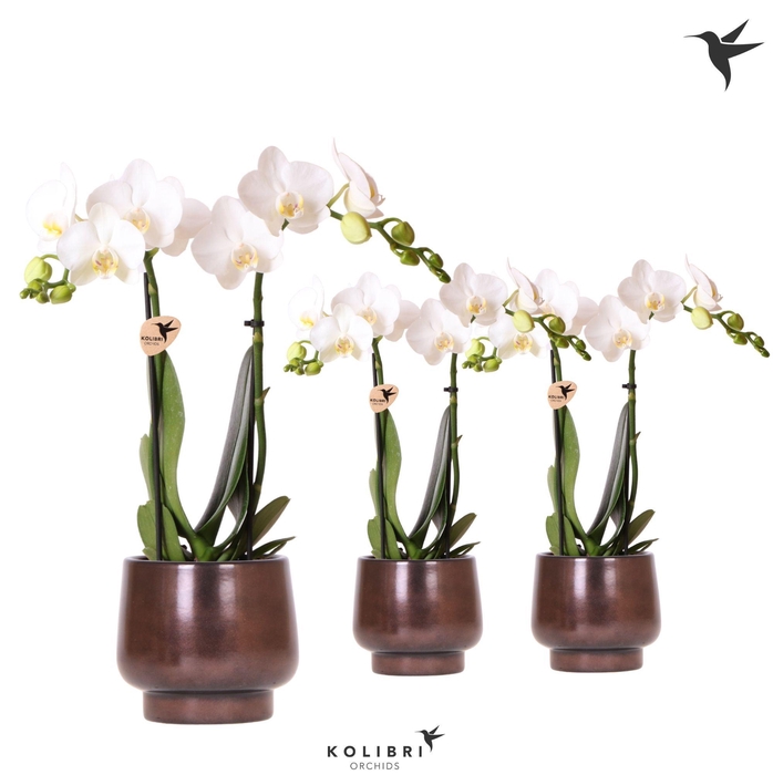Kolibri Orchids Phalaenopsis white 2 spike in Scandic pot copper
