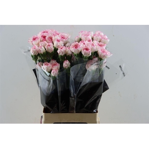 Di St Pastel Damascus