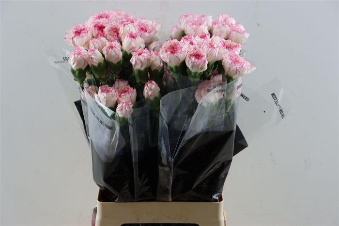 <h4>Di St Pastel Damascus</h4>