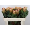 Protea Grandicolor